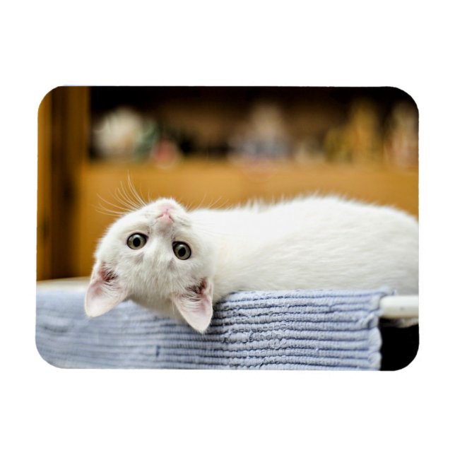 Imán Irresistible.gatito de gatito abrumable y adorable (Horizontal)