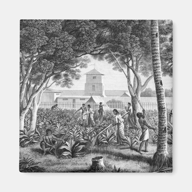 Imán Isla de Guam: Nativos trabajando en el Jardín de l (Frente)