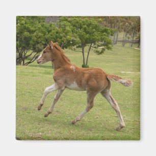 Imán Isla de Pascua aka Rapa Nui
