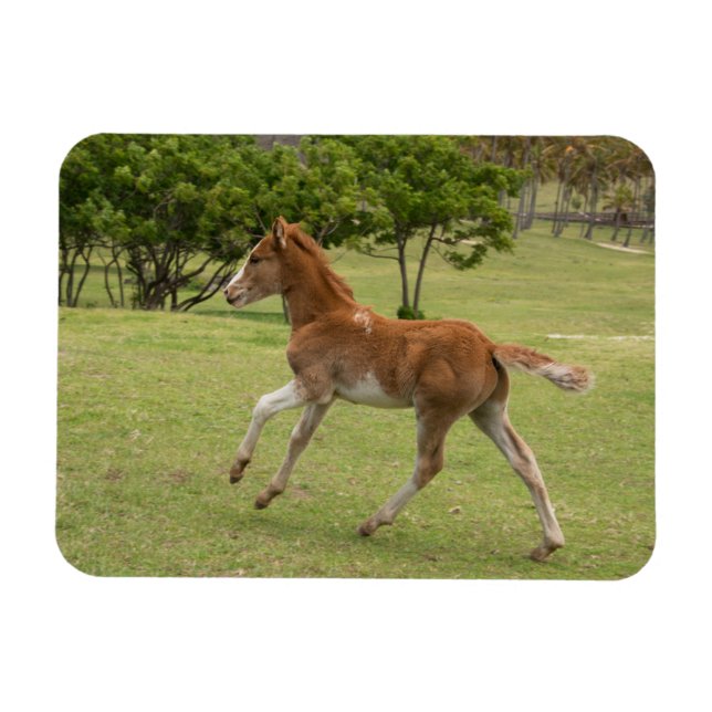 Imán Isla de Pascua aka Rapa Nui (Horizontal)