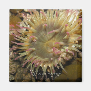 Imán Isla de San Juan, Washington