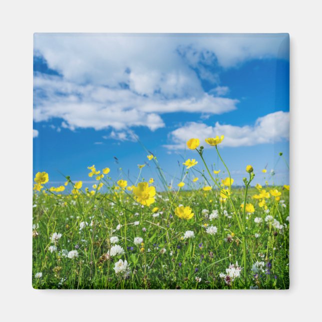 Imán isla de Sudamérica | Escocia (Frente)