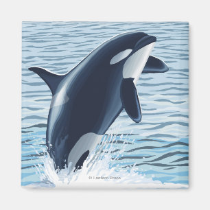 Imán Isla de Whidbey, salto de WashingtonOrca