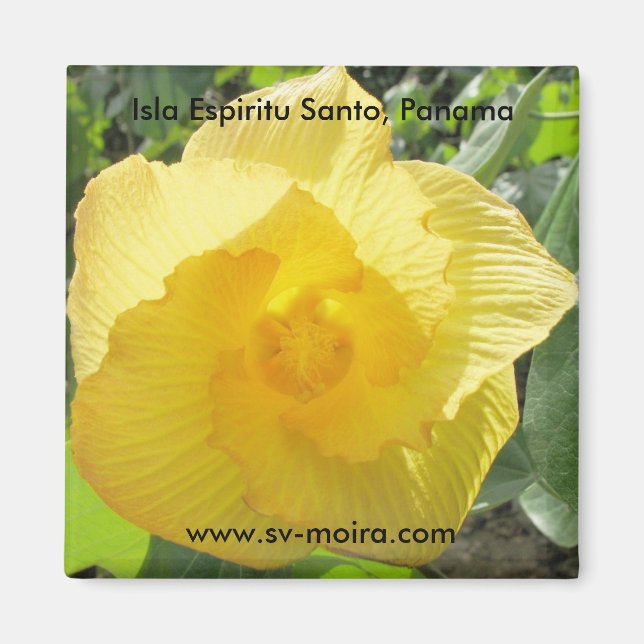 Imán Isla Espiritu Santo, Islas las Perlas, Panamá (Frente)