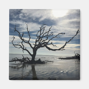 Imán Isla Jekyll Georgia