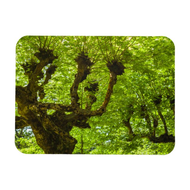 Imán Isla Sao Miguel (Horizontal)