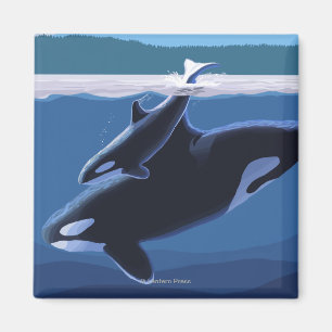 Imán Isla Whidbey, WashingtonOrca y Calf