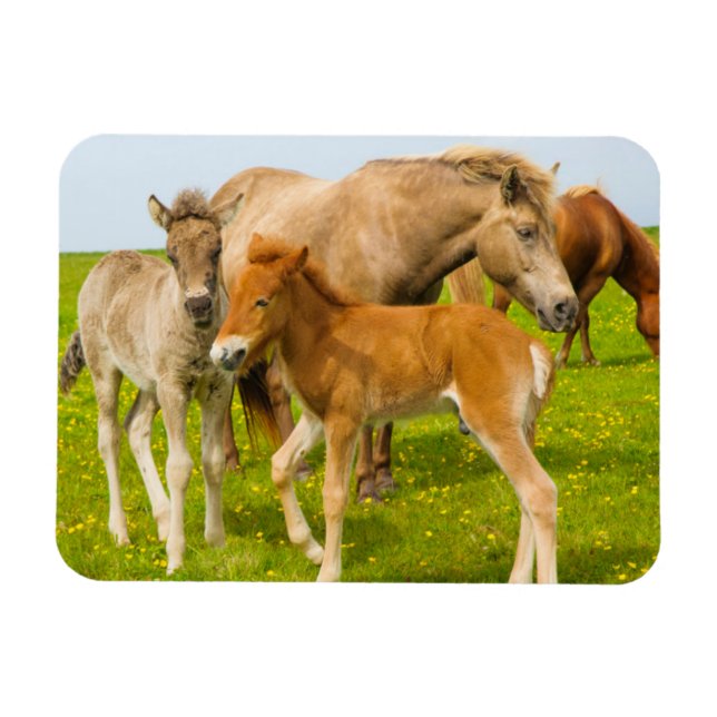 Imán Islandia. Dyrholaey. Potros de caballo islandés (Horizontal)
