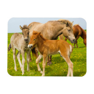 Imán Islandia. Dyrholaey. Terneros de caballo de Island