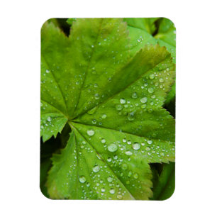 Imán Islandia. Región Sur. Gullfoss