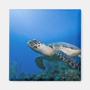 Imán Islas Caimán, Little Cayman Island, Bajo el agua 2