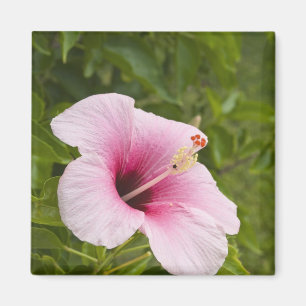Imán Islas Cook, Atiu. Flor de hibisco.