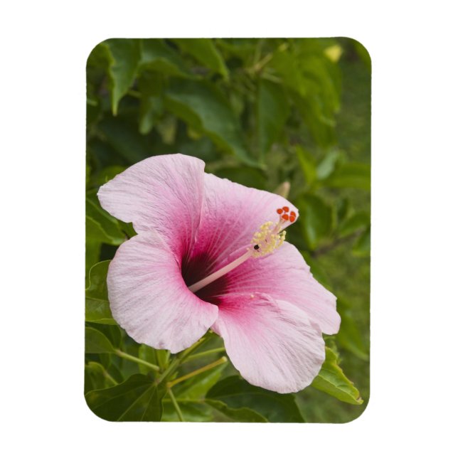 Imán Islas Cook, Atiu. Flor de hibisco. (Vertical)