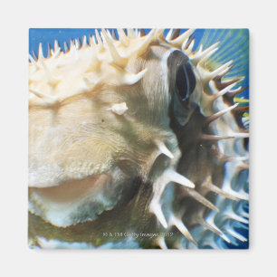 Imán Islas de Maldivas