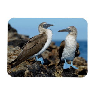 Imán Islas Galápagos, Isla Isabela
