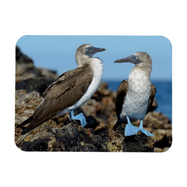 Imán Islas Galápagos, Isla Isabela (Horizontal)