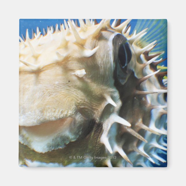 Imán Islas Maldivas (Frente)