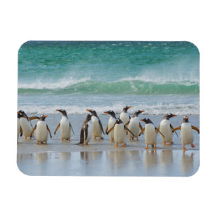 Imán Islas Malvinas. Isla Saunders. Gentoo