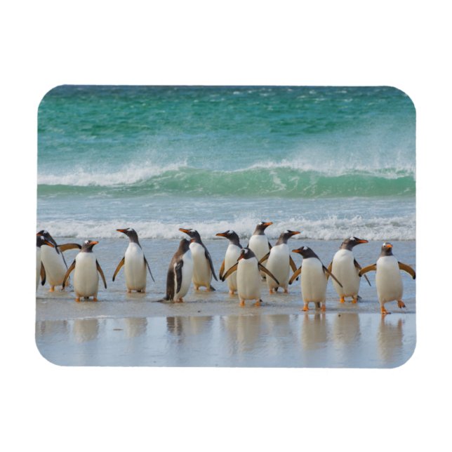 Imán Islas Malvinas. Isla Saunders. Gentoo (Horizontal)