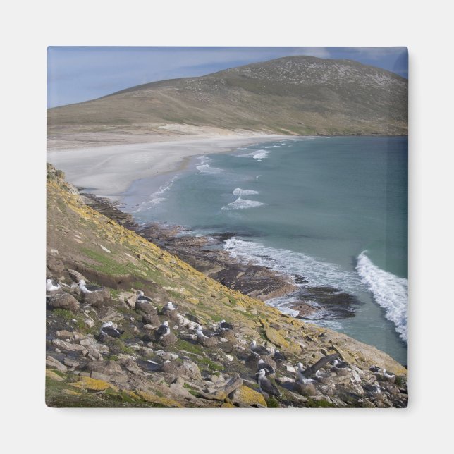 Imán Islas Malvinas, Malvinas Occidentales, Saunders (Frente)