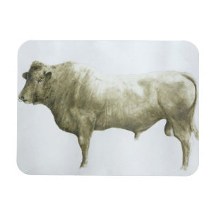 Imán Islay Bull 2004