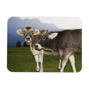 Imán Italia, alto el Adigio