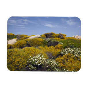 Imán Italia, Cerdeña, Santa Teresa Gallura. Capo 3