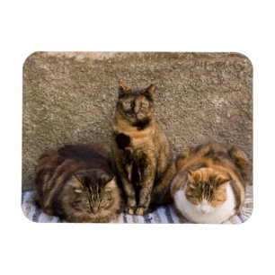 Imán Italia, Cinque Terre, Vernazza. Tres gatos