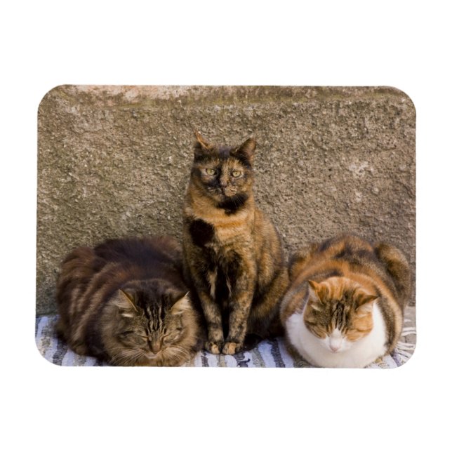 Imán Italia, Cinque Terre, Vernazza. Tres gatos (Horizontal)