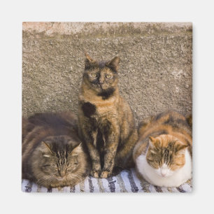 Imán Italia, Cinque Terre, Vernazza. Tres gatos