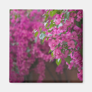 Imán Italia, Sicilia, Cefalú, Patio Florido por