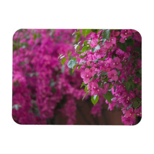 Imán Italia, Sicilia, Cefalù, Patio Florido por