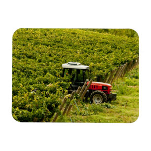 Imán Italia, Toscana, Greve. Recolectores trabajando du