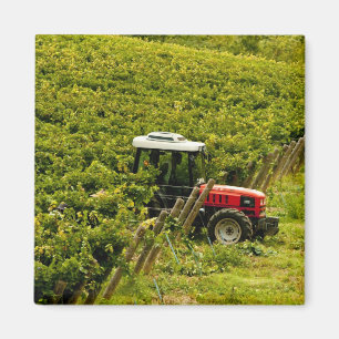Imán Italia, Toscana, Greve. Recolectores trabajando du