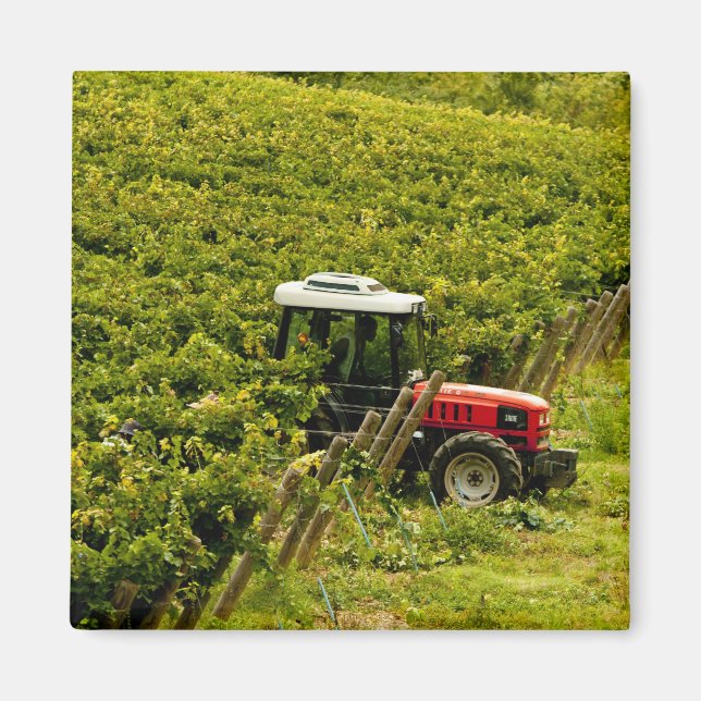 Imán Italia, Toscana, Greve. Recolectores trabajando du (Frente)