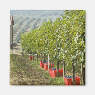 Imán Italia, Toscana, Montalcino. Contenedores de cosec