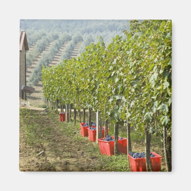 Imán Italia, Toscana, Montalcino. Contenedores de cosec (Frente)