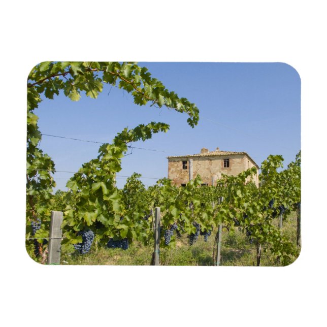 Imán Italia, Toscana, Montepulciano. Uvas de vino prepa (Horizontal)