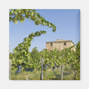 Imán Italia, Toscana, Montepulciano. Uvas de vino prepa