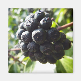 Imán Ivy Berries Magnet