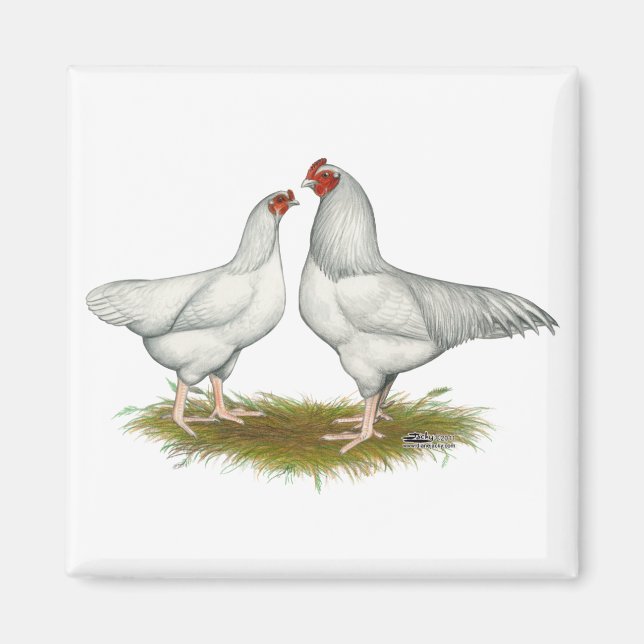 Imán Ixworth Chickens (Frente)