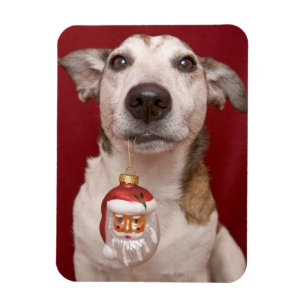 Imán Jack Russell Terrier celebrando el ornamento de Na