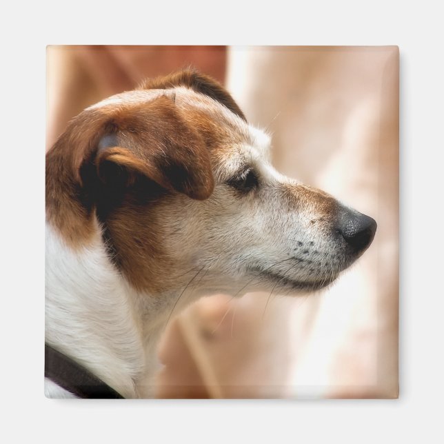 IMÁN JACK RUSSELL TERRIER DOG (Frente)