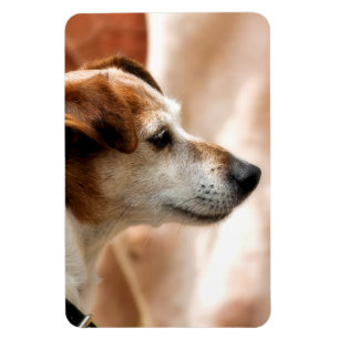 IMÁN JACK RUSSELL TERRIER DOG