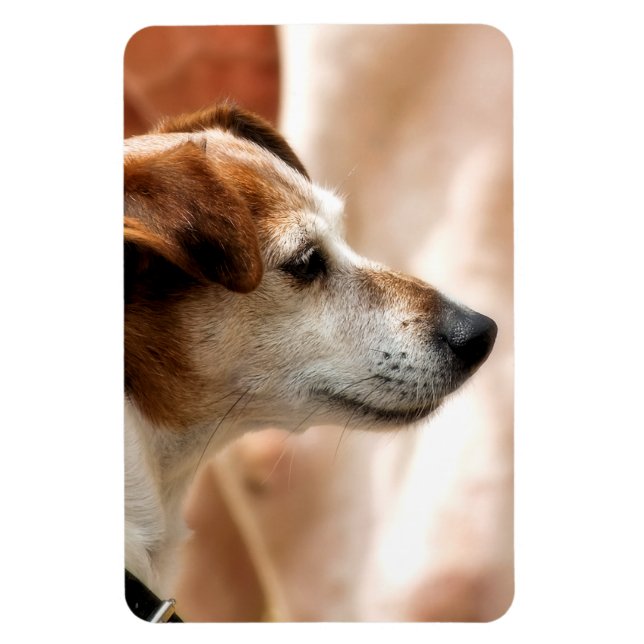IMÁN JACK RUSSELL TERRIER DOG (Vertical)