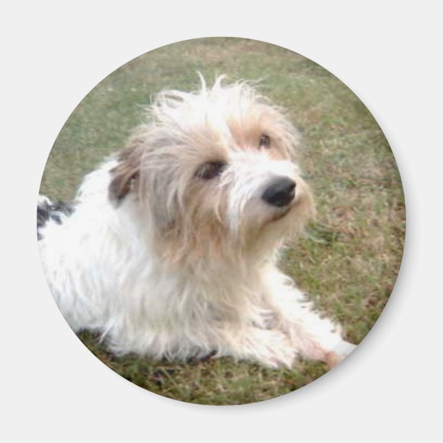 Imán Jack Russell Terrier Magnet (Frente)