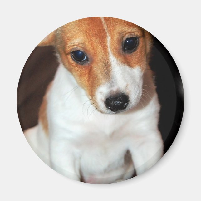 Imán Jack Russell Terrier Puppy Dog Magnet (Frente)