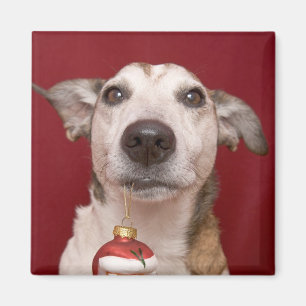 Imán Jack Russell Terrier que sostiene el ornamento del