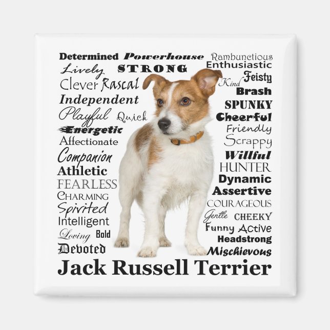Imán Jack Russell Traits Magnet (Frente)