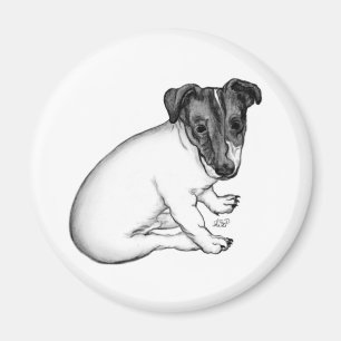 Imán Jack Russell Welpe 10 Wochen alt